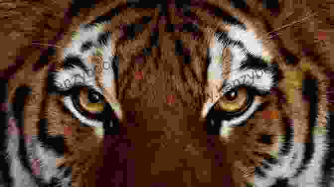 A Close Up Photograph Of A Tiger's Face, Its Piercing Eyes Gazing Directly At The Viewer The Year Of The Tiger: Tales From The Chinese Zodiac