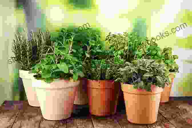 A Vibrant Herb Garden Filled With Various Aromatic Herbs Such As Basil, Thyme, Rosemary, And Oregano. Cooking With Herbs: 50 Simple Recipes For Fresh Flavor