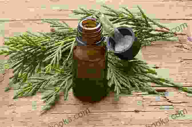 Cypress Essential Oil And Cypress Tree Aromatherapy An : 25 Essential Oils And Their Healing Benefits