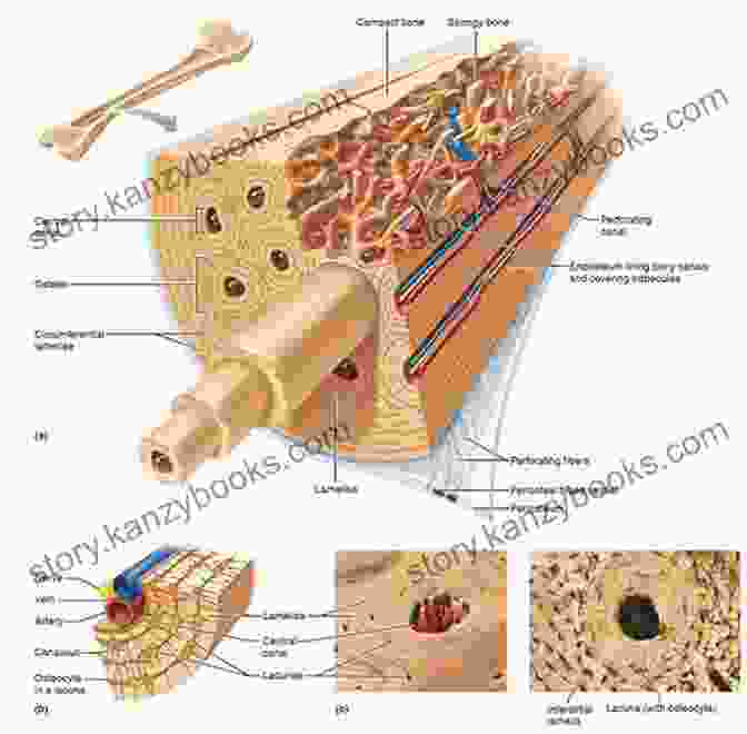 Diagram Of Bone Structure Showing Periosteum, Marrow, And Trabeculae Kinesiology Made Easy : A Quick Guide To Muscles Bones And Nerves