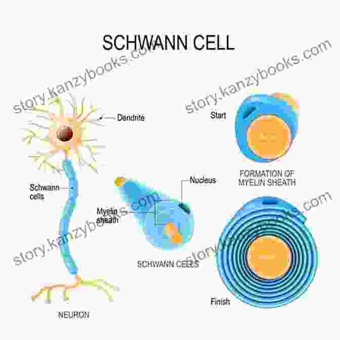 Diagram Of Nerve Structure Showing Axon, Myelin Sheath, And Schwann Cells Kinesiology Made Easy : A Quick Guide To Muscles Bones And Nerves