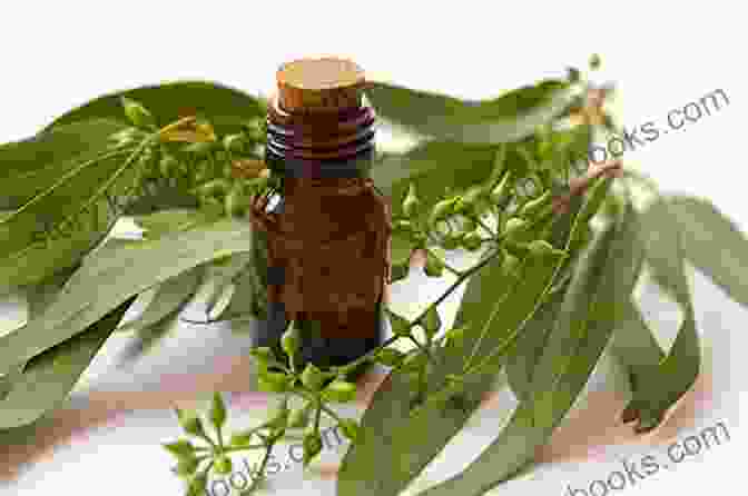 Eucalyptus Essential Oil And Eucalyptus Leaves Aromatherapy An : 25 Essential Oils And Their Healing Benefits