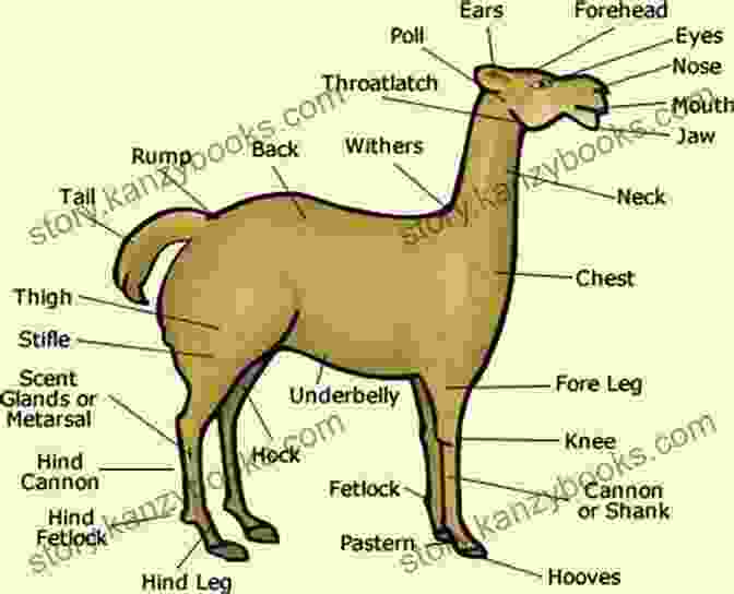 Llama Anatomy Diagram Llamas (Wild LIfe LOL ) Mara Grunbaum