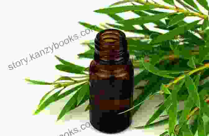 Tea Tree Essential Oil And Tea Tree Leaves Aromatherapy An : 25 Essential Oils And Their Healing Benefits